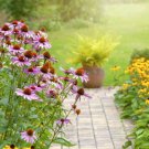 Echinacea Mixed 9 Colors Big Blooms Perennial Flower 200 PCS Seeds