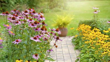Echinacea Mixed 9 Colors Big Blooms Perennial Flower 200 PCS Seeds