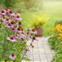 Echinacea Mixed 9 Colors Big Blooms Perennial Flower 200 PCS Seeds