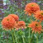 Echinacea Mixed 9 Colors Big Blooms Perennial Flower 200 PCS Seeds