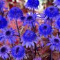 Echinacea Mixed 9 Colors Big Blooms Perennial Flower 200 PCS Seeds