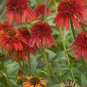 Echinacea Mixed 9 Colors Big Blooms Perennial Flower 200 PCS Seeds
