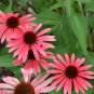Echinacea 'SOLAR FLARE' Dark Red Big Single Petals Bonsai Flowers 200 PCS Seeds