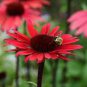 Echinacea 'SOLAR FLARE' Dark Red Big Single Petals Bonsai Flowers 200 PCS Seeds