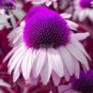 Echinacea White Petals Purple Centre Perennial Flower 30 PCS Seeds