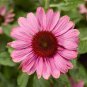 Echinacea White Petals Purple Centre Perennial Flower 30 PCS Seeds