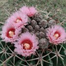 Echinocactus texensis Horse Crippler 12 PCS Seeds