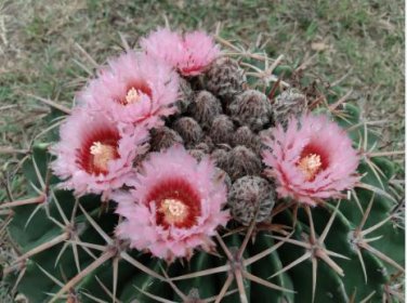 Echinocactus texensis Horse Crippler 12 PCS Seeds