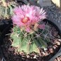 Echinocactus texensis Horse Crippler 12 PCS Seeds