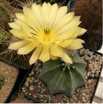 Echinocereus subinermis Cactus 12 PCS Seeds