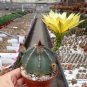 Echinocereus subinermis Cactus 12 PCS Seeds