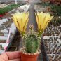 Echinocereus subinermis Cactus 12 PCS Seeds