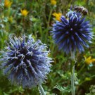 Echinops sphaerocephalus Glandular Globe thistle Seeds Blue 100 PCS Seeds Echinops sphaerocephalus Glandular Globe thistle Seeds Blue 100 PCS Seeds