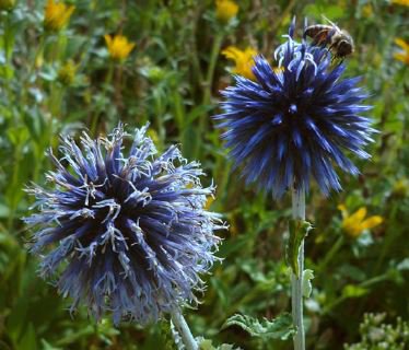 Echinops sphaerocephalus Glandular Globe thistle Seeds Blue 100 PCS Seeds