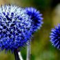 Echinops sphaerocephalus Glandular Globe thistle Seeds Blue 100 PCS Seeds