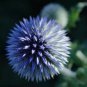 Echinops sphaerocephalus Glandular Globe thistle Seeds Blue 100 PCS Seeds