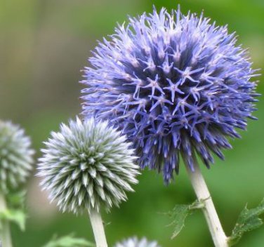 Echinps latifolius Tausch Flower 30 PCS Seeds