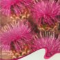 Echinps latifolius Tausch Flower 30 PCS Seeds