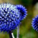 Echinops sphaerocephalus Glandular Globe thistle Seeds Blue 1000 PCS Seeds Echinops sphaerocephalus Glandular Globe thistle Seeds Blue 1000 PCS Seeds