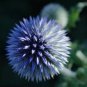 Echinops sphaerocephalus Glandular Globe thistle Seeds Blue 1000 PCS Seeds