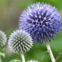 Echinops sphaerocephalus Glandular Globe thistle Seeds Blue 1000 PCS Seeds
