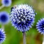 Echinops sphaerocephalus Glandular Globe thistle Seeds Blue 1000 PCS Seeds