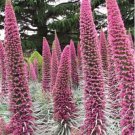 Echium wildpretii Seeds Monocarpic Plant Biennial 100 PCS Seeds