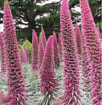 Echium wildpretii Seeds Monocarpic Plant Biennial 100 PCS Seeds