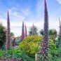 Echium wildpretii Seeds Monocarpic Plant Biennial 100 PCS Seeds