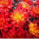 Edana Red Chrysanthemum Plant Flower 50 pcs Seeds