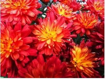 Edana Red Chrysanthemum Plant Flower 50 pcs Seeds