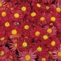 Edana Red Chrysanthemum Plant Flower 50 pcs Seeds