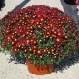 Edana Red Chrysanthemum Plant Flower 50 pcs Seeds