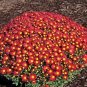 Edana Red Chrysanthemum Plant Flower 50 pcs Seeds