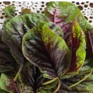 Edible Amaranth Bi-color Vegetable 200 pcs Seeds Edible Amaranth Bi-color Vegetable 200 pcs Seeds