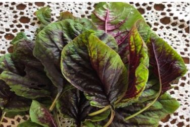 Edible Amaranth Bi-color Vegetable 200 pcs Seeds