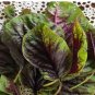 Edible Amaranth Bi-color Vegetable 200 pcs Seeds