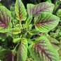 Edible Amaranth Bi-color Vegetable 200 pcs Seeds