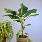 Edible Banana Tree ‘Dwarf Lady Finger’ (Musa acuminata) 100 pcs Seeds Edible Banana Tree ‘Dwarf Lady Finger’ (Musa acuminata) 100 pcs Seeds