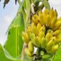Edible Banana Tree &acirc;��Dwarf Lady Finger&acirc;�� (Musa acuminata) 100 pcs Seeds