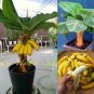 Edible Banana Tree &acirc;��Dwarf Lady Finger&acirc;�� (Musa acuminata) 100 pcs Seeds