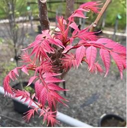 Edible Chinese Mahogany Red Cedar Toona Sinensis Rare Herbs 25 pcs Seeds