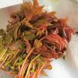 Edible Chinese Mahogany Red Cedar Toona Sinensis Rare Herbs 25 pcs Seeds