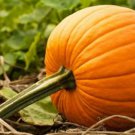Edible Large Orange Pumpkin with Green Stripe 30 PCS Seeds