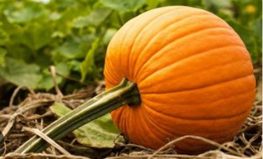 Edible Large Orange Pumpkin with Green Stripe 30 PCS Seeds