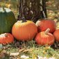 Edible Large Orange Pumpkin with Green Stripe 30 PCS Seeds