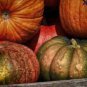 Edible Large Orange Pumpkin with Green Stripe 30 PCS Seeds