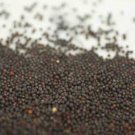 Edible Purple Rape 20 PCS Seeds