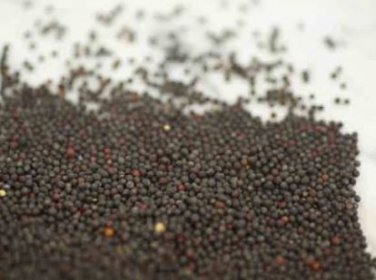 Edible Purple Rape 20 PCS Seeds