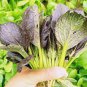Edible Purple Rape 20 PCS Seeds
